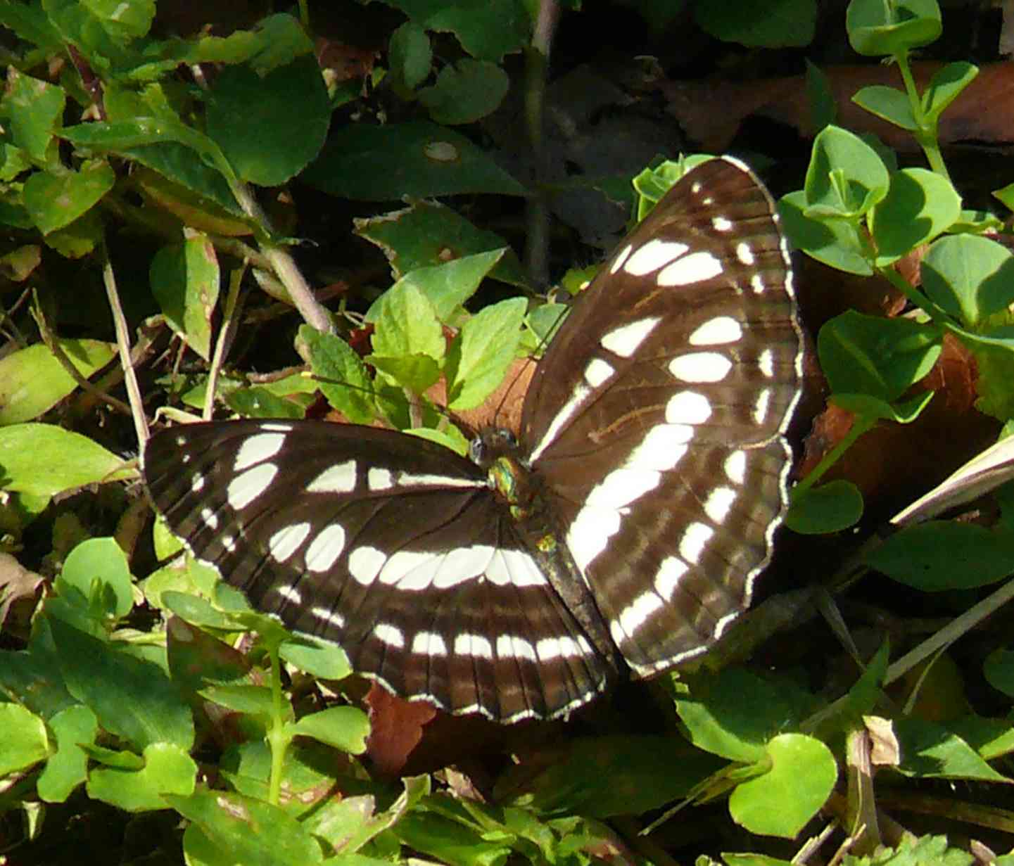 Neptis hylas Neptis hylas